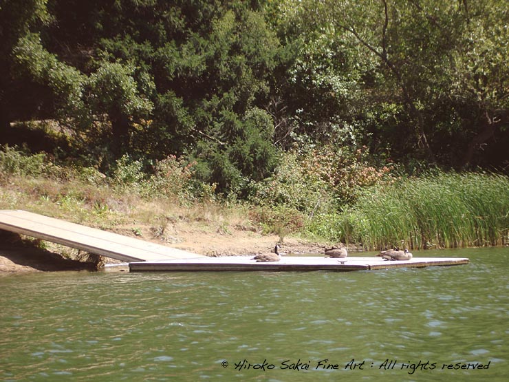 lake shabot, beautiul lake, national park, geese, nature, water, trees, oakland, california 