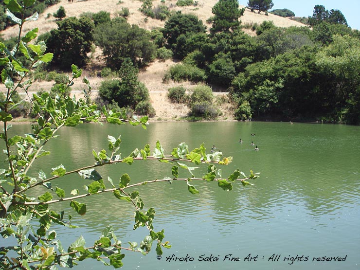 lake shabot, beautiul lake, national park, geese, nature, water, trees, oakland, california 
