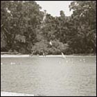 park, bench by lake, golden gate park san francisco, nature, seagull, afternoon, beautiful afternoon, trees, water, lake side