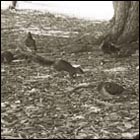 shadow of a tree, squirrel, animals, pigeon, dove, nature, woods, forest, park 