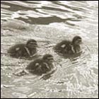 heartwarming picture, mother duck and baby duck, family, love, baby duck, lake, pond, animal love, spring, botanical garden san francisco, nature, bird