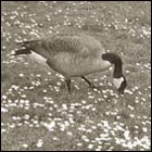 heartwarming picture, lovers, first date, geese, couple, flower, spring, botanical garden san francisco, nature, bird