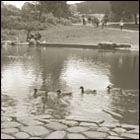 pond, lake, duck, botanical garden san francisco, nature, beautiful landscape, fine day, afternoon, park, gay ducks