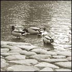 pond, lake, duck, botanical garden san francisco, nature, beautiful landscape, fine day, afternoon, park, gay ducks