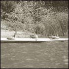 lake shabot, beautiul lake, national park, geese, nature, water, trees, oakland, california 