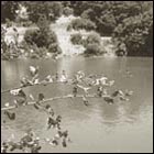 lake shabot, beautiul lake, national park, geese, nature, water, trees, oakland, california 