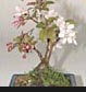 onsai trees, bonsai plants, wholesale trees, bonsai tools, bonsai supplies accessories, bonzai, bonzi gifts, bonzi plants, gift ideas, corporate gifts, wedding favors