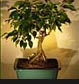 onsai trees, bonsai plants, wholesale trees, bonsai tools, bonsai supplies accessories, bonzai, bonzi gifts, bonzi plants, gift ideas, corporate gifts, wedding favors